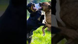 Village Dog Fight shorts dogfights doglover pets [upl. by Tuhn]