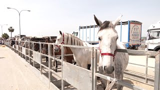 FERIA AGROGANADERA 2024 PRIMER DÍA 1ªPARTE 50424 [upl. by Gervase]