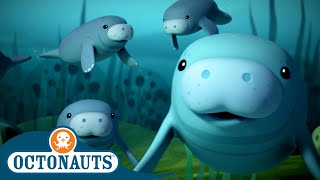 Octonauts  🔊 Ahoy Manatees 🐋  Season 2  Best Bits [upl. by Orme69]