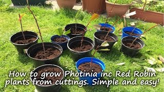 How to grow and root Photinia plants including Red Robin from cuttings [upl. by Speroni]