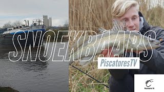 Piscatores TV  Snoekbaarzen Op Het Kanaal [upl. by Eiznekcam]