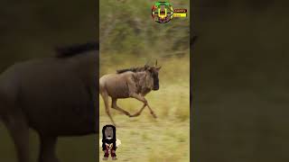 Wildebeest Evading Wilddogs shortsbabyanimals wildebeest [upl. by Irneh562]