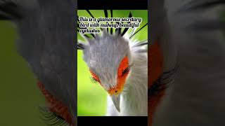 Secretary Bird  Sagittarius serpentarius poisonous snake hunter biology [upl. by Mcknight916]