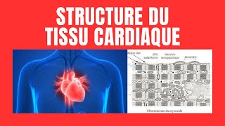 Quelle est la structure du myocarde [upl. by Gorlicki]