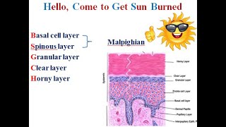 1 skin Keratinocytes [upl. by Jarlath]