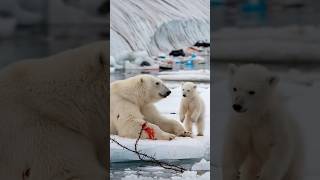 A heartfelt tale of a bear cub seeking a sailors help to save its gravely injured motherpolarbear [upl. by Joana]