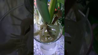 Monstera Water Propagation Transplant [upl. by Raddy285]