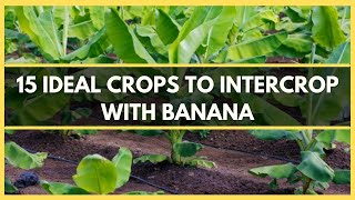 BANANA INTERCROPPING15 IDEAL CROPS TO INTERCROP WITH BANANA  BEST CROPS TO INTERCROP WITH BANANA [upl. by Quiteris622]