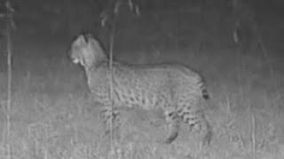 2024 Nighttime Bobcat Sightings Preble County Ohio [upl. by Ttej]