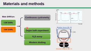 452 Changes with age of hydrogen sulfideinduced relaxation of the bladder in spontaneously hyp [upl. by Enilec796]