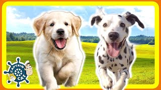 Dog Song for Kids  I Want a Puppy [upl. by Ariaz]