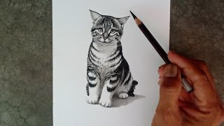 How to draw a cat by pencil with easy ways [upl. by Ihcur116]