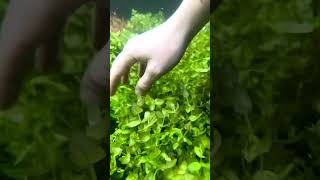 BACOPA Caroliniana Yellow Flame 🔥 Aquarium Plant For Sale [upl. by Nnaeirb773]