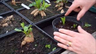 How to take dahlia cuttings [upl. by Burr968]