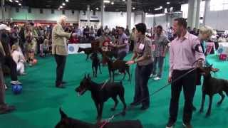 WORLD DOG SHOW 2013  DOBERMANN FINALS [upl. by Rekrap243]