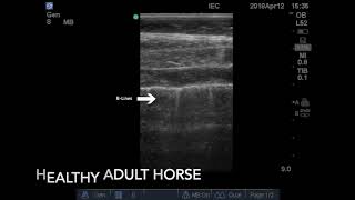 ABCs of Veterinary Lung Ultrasound  Blines [upl. by Etteraj]