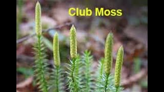 Benefits of Club Moss and Coltsfoot [upl. by Adnohsel64]