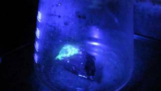 uranium ore  nitric acid  uranyl nitrate [upl. by Itsyrc]