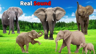 Elephant Sound Effects wild animals [upl. by Yasmar403]