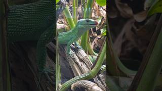 Green Keeled Bellied Lizard eating reptileshop tucson arizona pet gastropholisprasina reptiles [upl. by Iznekcam]