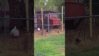 Chicken Coop Project is Done Improved backyardchickens homesteading homestead chickens [upl. by Ydorb]