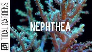 Neon Green Nephthya Leather Coral Propagation [upl. by Pietje]