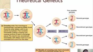 101  Meiosis [upl. by Bakemeier]