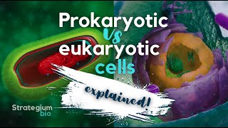 Prokaryotic vs Eukaryotic Cells [upl. by Oidgime]