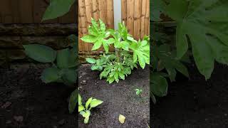 Fatsia Variegata put on good growth ytshorts tropical plants garden gardening fatsia [upl. by Suidualc]