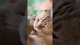 FUNNIEST Videos of Animal Best Friends of 2024 🤣 [upl. by Ettigirb434]