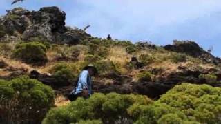 Twitching Redbilled Tropicbird on Lord Howe Island [upl. by Moises190]