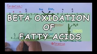 Beta Oxidation of Fatty Acids  Degradation of Saturated Fatty Acids [upl. by Ilesara463]