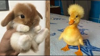 Cute Baby Animals Videos Compilation  Funny and Cute Moment of the Animals 19  Cutest Animals [upl. by Letnwahs]