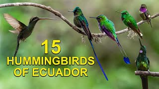 15 Hummingbird Species Seen on Live Cam in Ecuador [upl. by Lehteb]