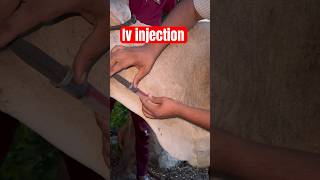 Intra venous injection in jugular vein [upl. by Nagam]