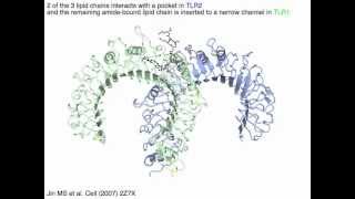 Toll like receptor 12 heterodimer cytoplasmic TIR domain [upl. by Annaid]