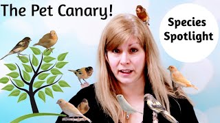 Canaries as Pets Species Spotlight [upl. by Juan]