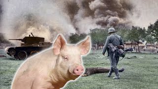 How A Pig Started A War [upl. by Hama]