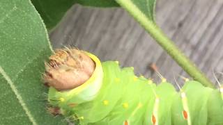 Polyphemus caterpillars feeding [upl. by Favin]