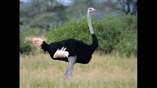 Ostriches Emus and Cassowaries [upl. by Aital959]