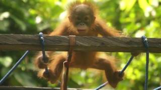 Orangutan Popi learning to climb [upl. by Lenra]