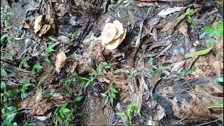 Rainwater filled infundibuliform or funnel shaped Lentinus velutinus in Gulem Canacona 2 [upl. by Joung]