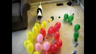 DOG vs BALLOONS V SPIRAL OF DEATH [upl. by Philipp]