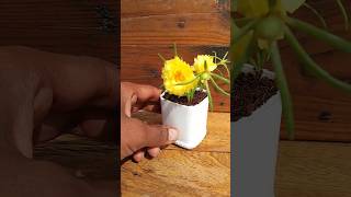 Lets grow Portulaca in waste bottle garden ideas garden shortvideo viralvideo [upl. by Zavras]