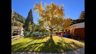 Birch Tree Raking Leaves 2024 [upl. by Gunn]