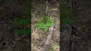 Wattlebird not happy having the goanna nearby lizard goanna nature wildlife australia [upl. by Einitsed356]