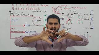 Ch 20 Lec2 Types of Chromosomes Fsc Part 2 UrduHindi lecture MDCATNEETNCERT by M Bilal Ch [upl. by Llewellyn]