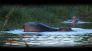 Hippo Poops in the water  African Wildlife Videos [upl. by Effie710]