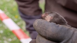 Staf en Joeri vangen een mol  Wild van Dieren  VTM [upl. by Ladnyk385]