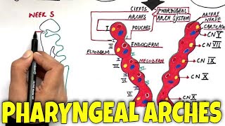 Pharyngeal Arches and its Derivatives  MASTER it in 7 minutes [upl. by O'Hara]